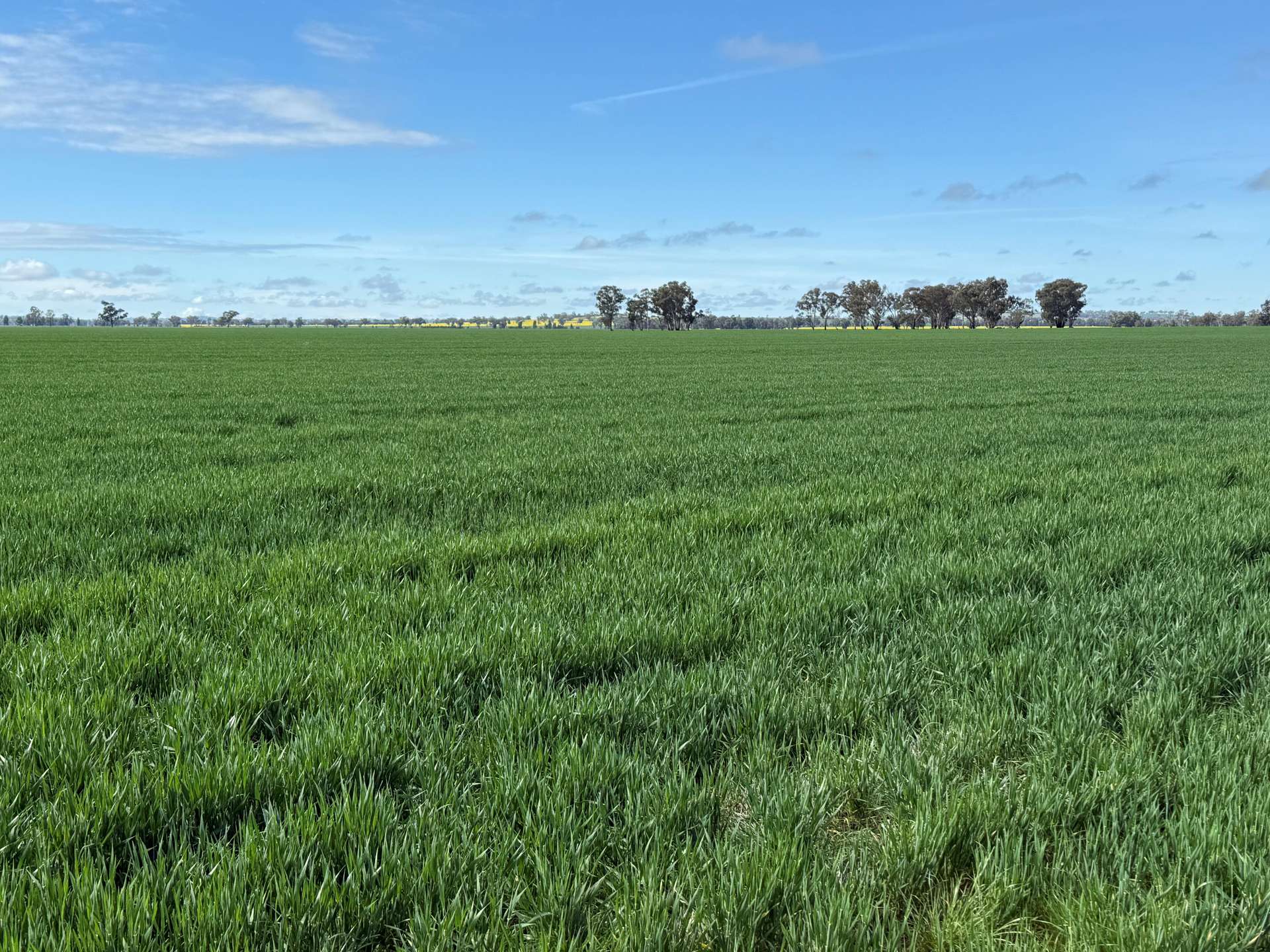 'SECKHOLDS' Bradshaws Lane, Coolamon Sold by Farmbuy.com - image 10