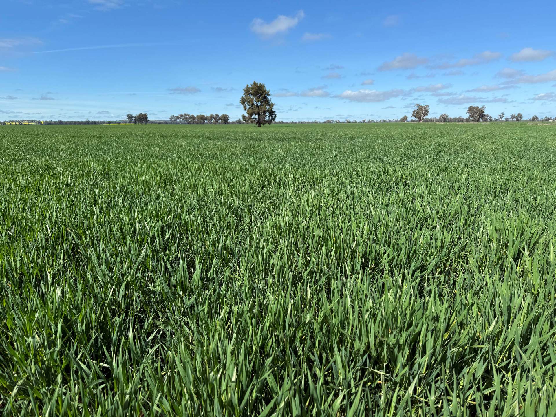 'SECKHOLDS' Bradshaws Lane, Coolamon Sold by Farmbuy.com - image 1