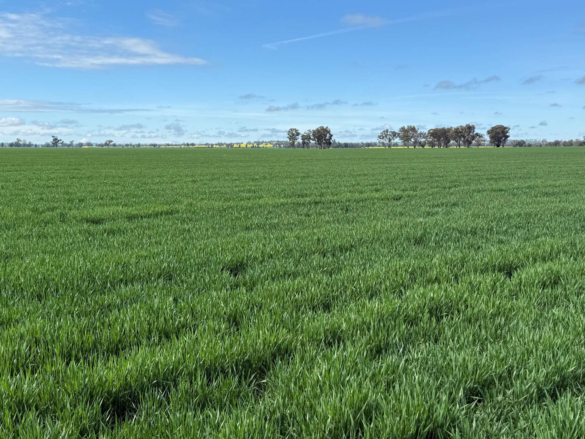 'SECKHOLDS' Bradshaws Lane, Coolamon Sold by Farmbuy.com - image 9