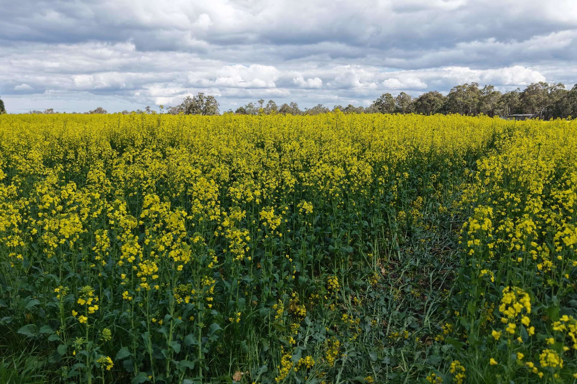 171 Kwornicup Road, Forest Hill For Sale by Farmbuy.com - image 10