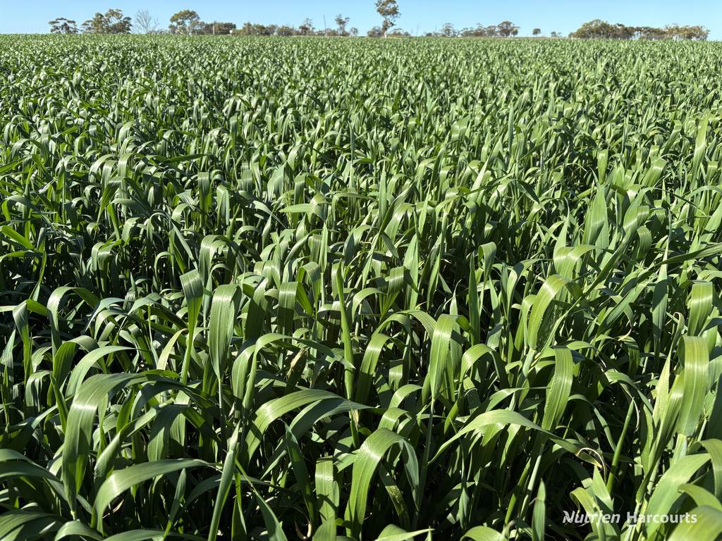 . 'Moyston', Cunderdin WA 6407