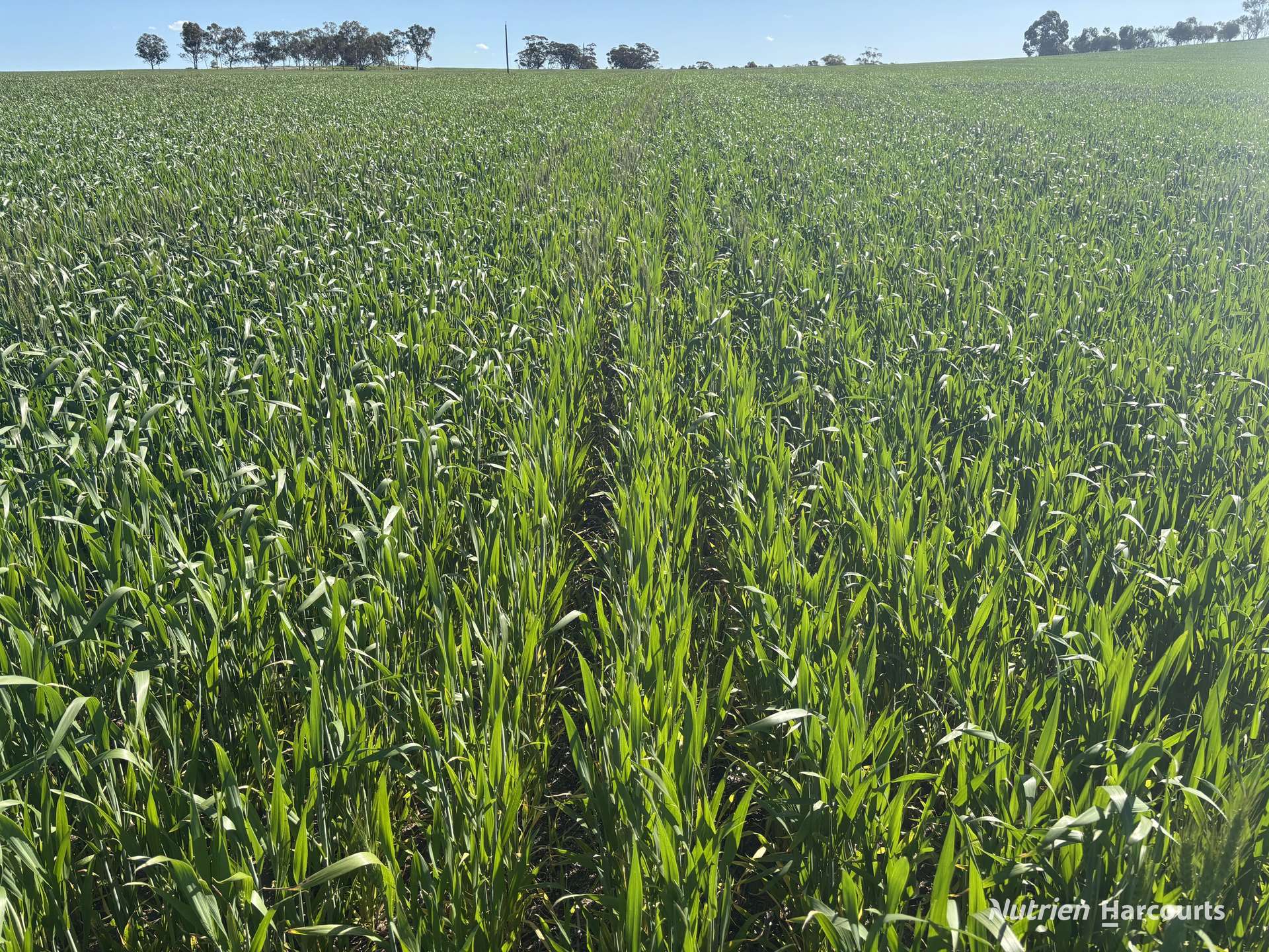 . 'Moyston', Cunderdin Sold by Farmbuy.com - image 6