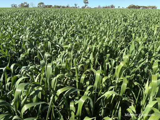 Farm Sold - WA - Cunderdin - 6407 - Under Offer 