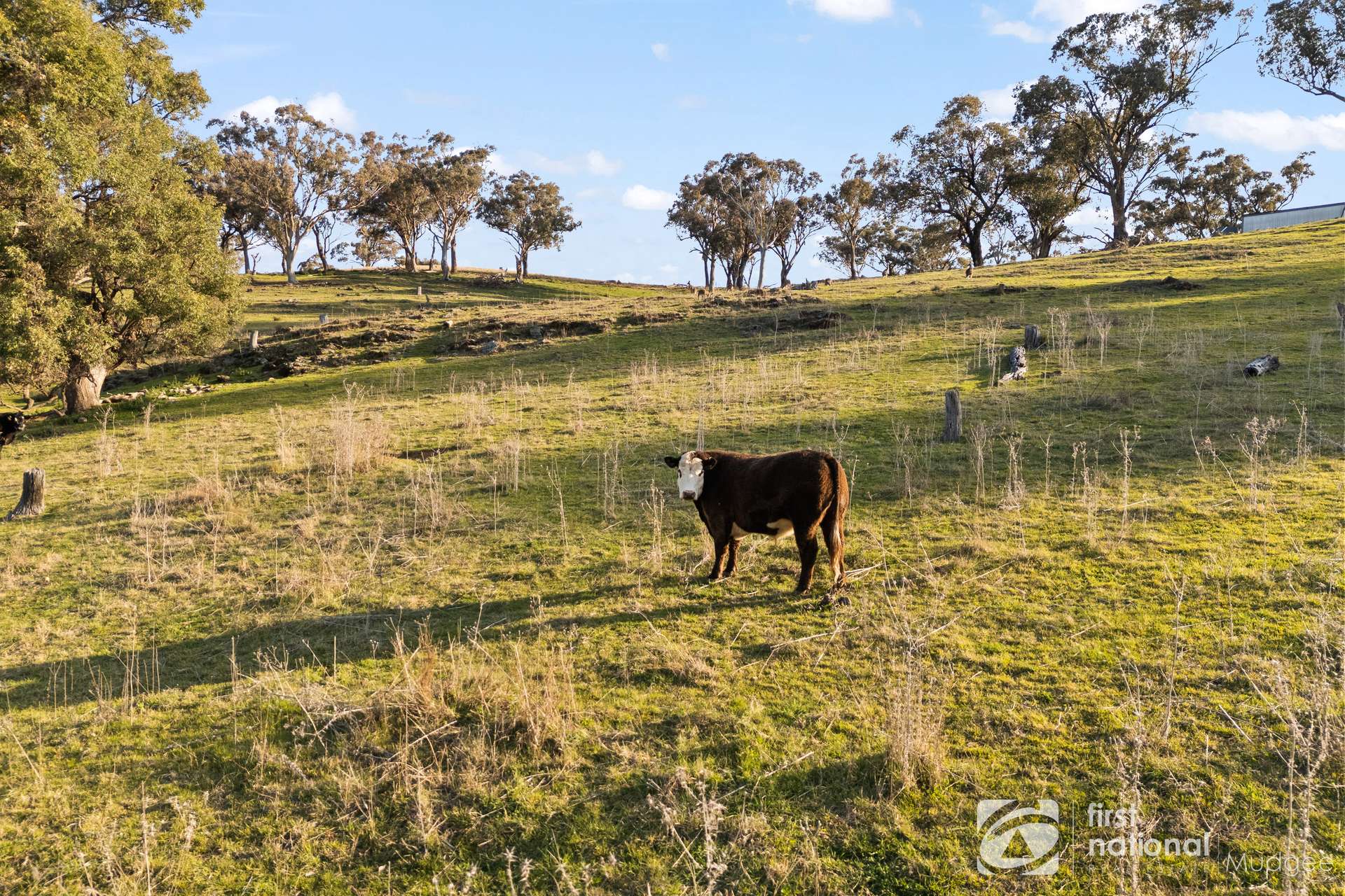 2654 "Moonshine", Lue Road, Lue, Mudgee Sold by Farmbuy.com - image 21