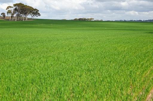 Farm Sold - WA - East Pingelly - 6308 - More Land At Pingelly 