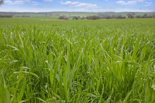 Farm Sold - SA - Tothill Creek - 5413 - Highly Fertile Land in Renowned District 