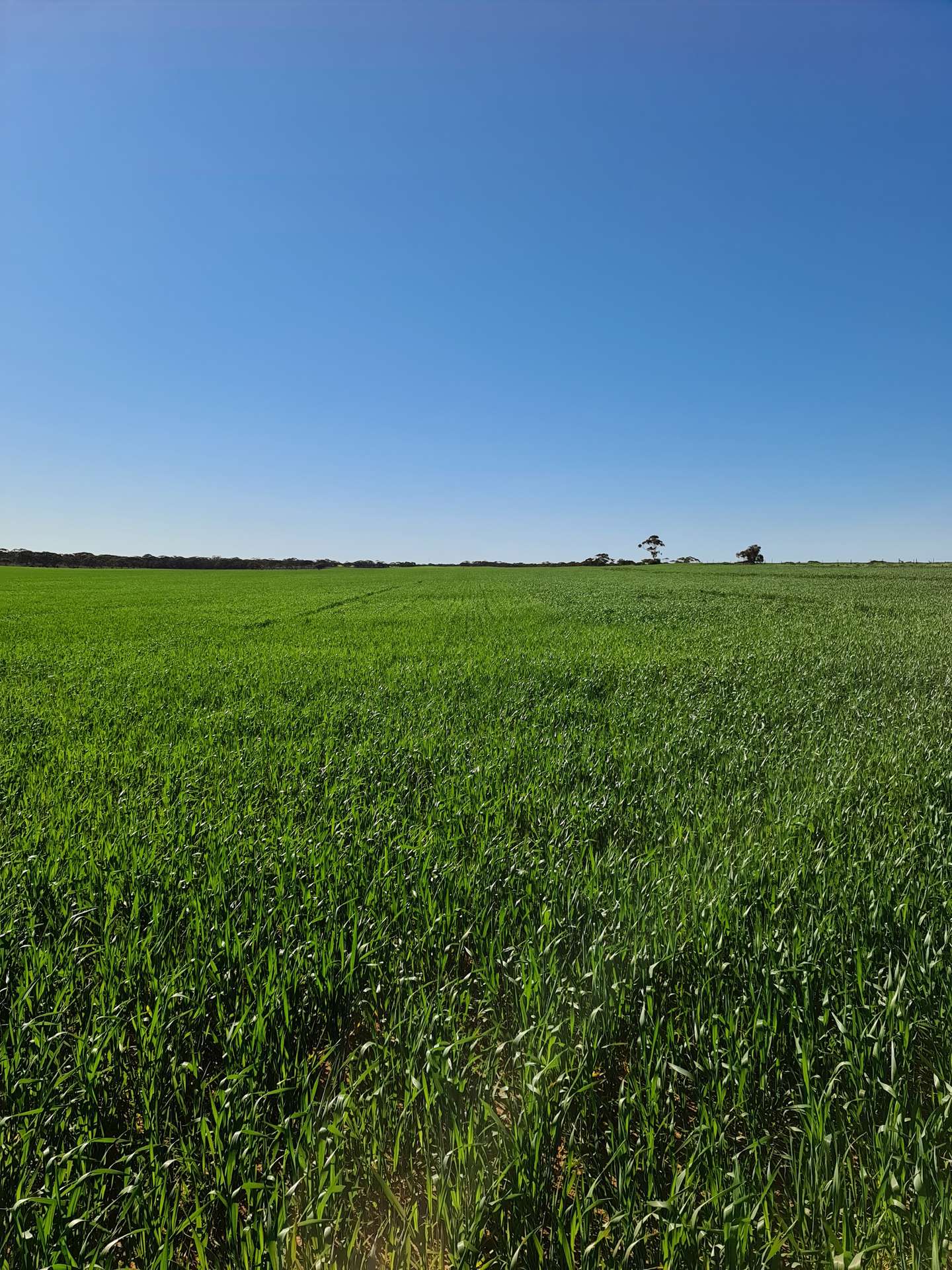 1719 New Well Road, Waikerie For Sale by Farmbuy.com - image 3