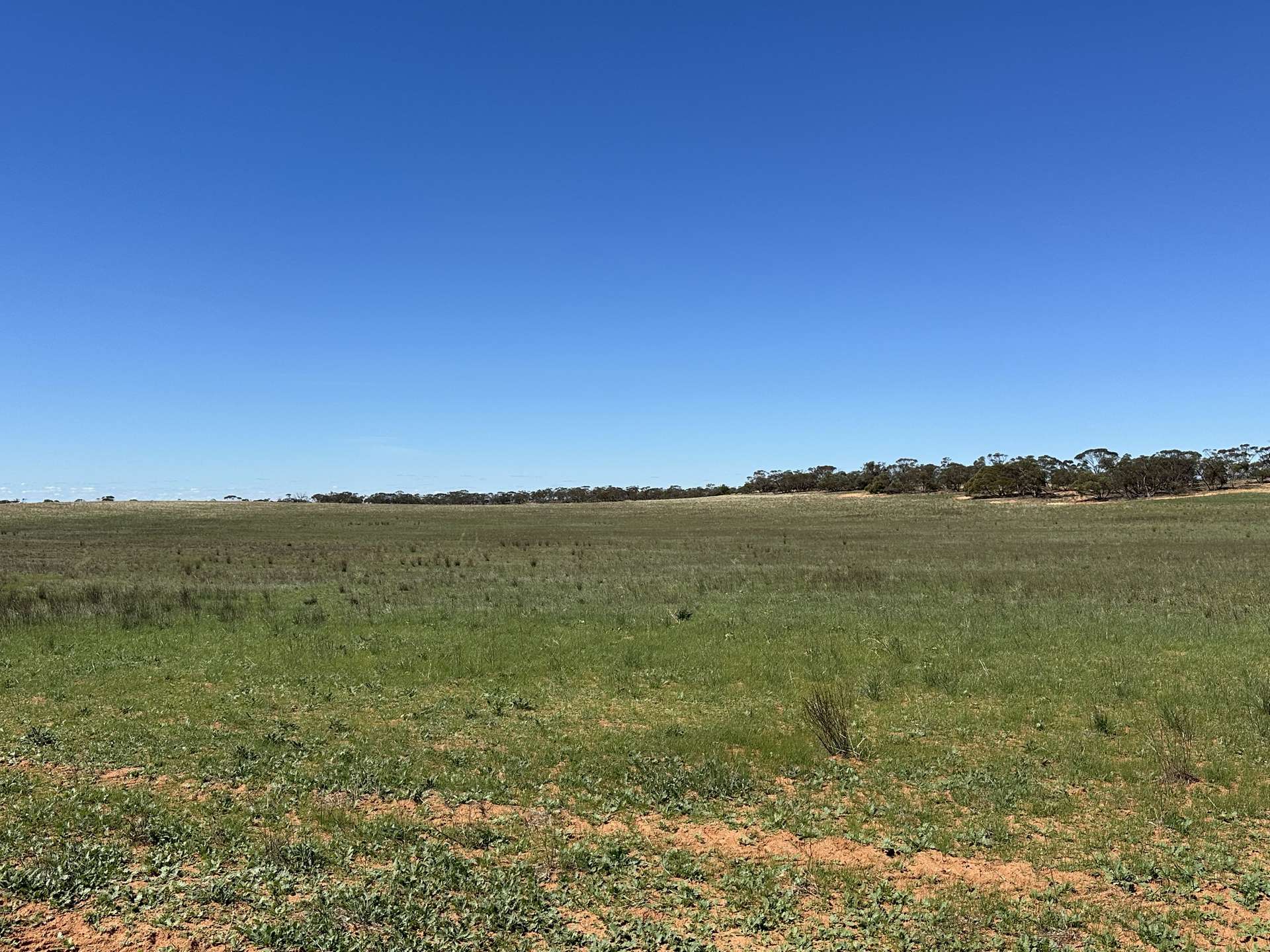 1719 New Well Road, Waikerie For Sale by Farmbuy.com - image 13