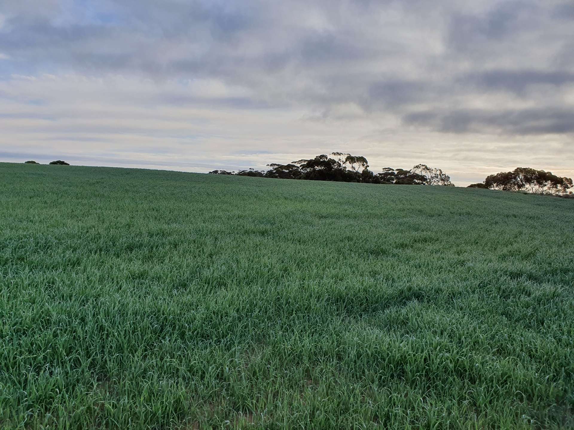 1719 New Well Road, Waikerie For Sale by Farmbuy.com - image 1