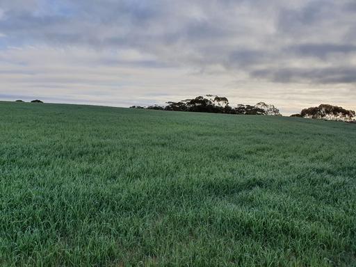 1719 New Well Road, Waikerie SA 5330