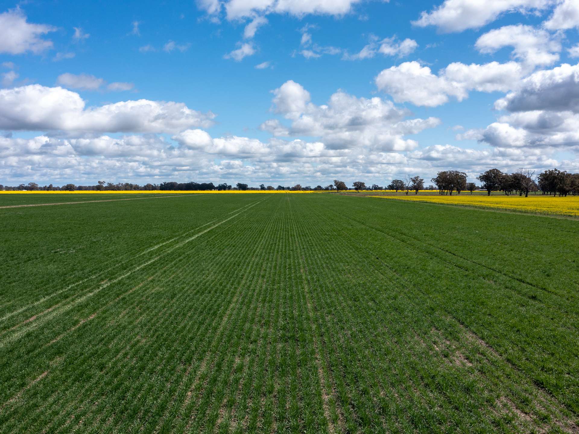 Lots 1 & 2 Fyffe Road, Waggarandall For Sale by Farmbuy.com - image 7