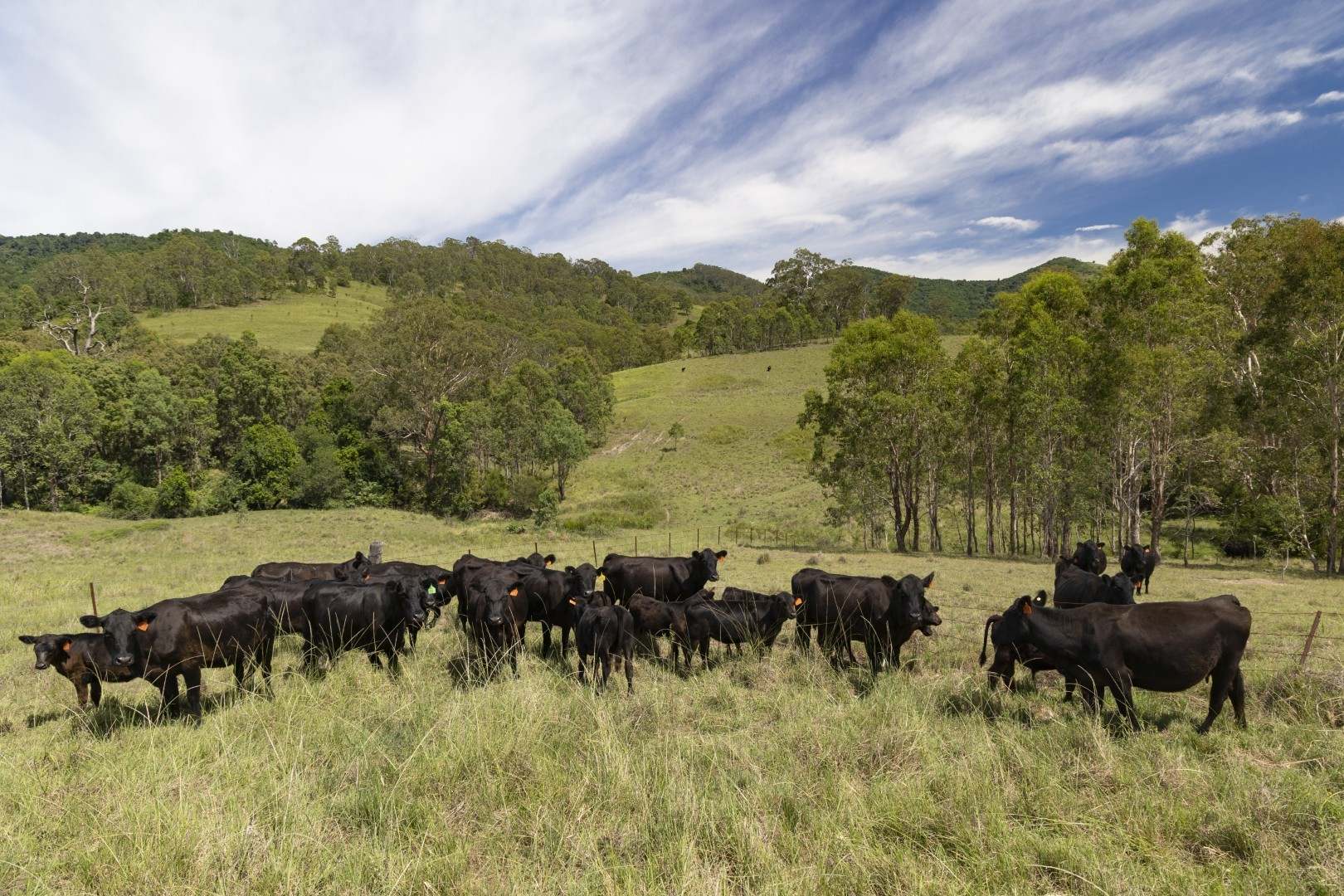 659 Bakers Creek Road, Gloucester For Sale by Farmbuy.com - image 7