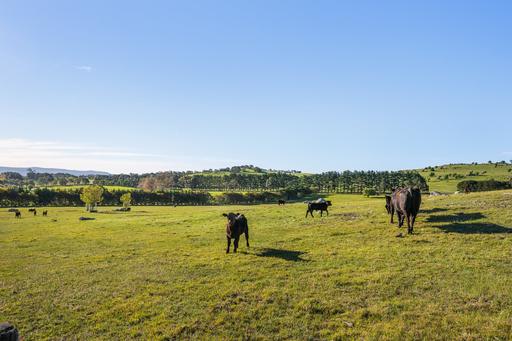 11191 Nerriga Road, Braidwood NSW 2622