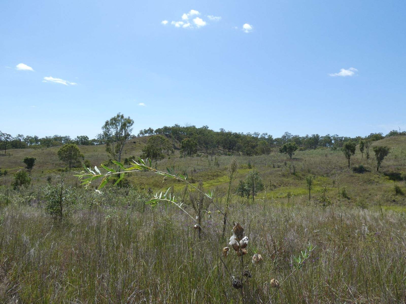 Lot 14 Monto Mount Perry Road, Mungy For Sale by Farmbuy.com - image 4