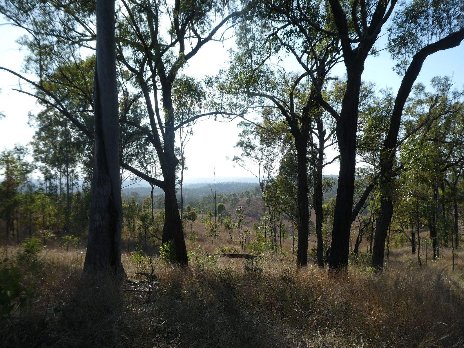 Lot 14 Monto Mount Perry Road, Mungy For Sale by Farmbuy.com - image 11