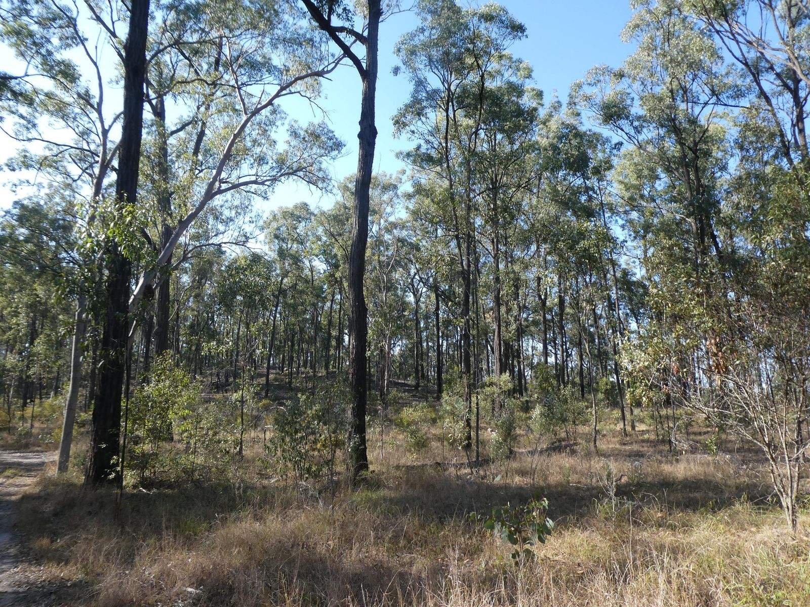 Lot 14 Monto Mount Perry Road, Mungy For Sale by Farmbuy.com - image 22