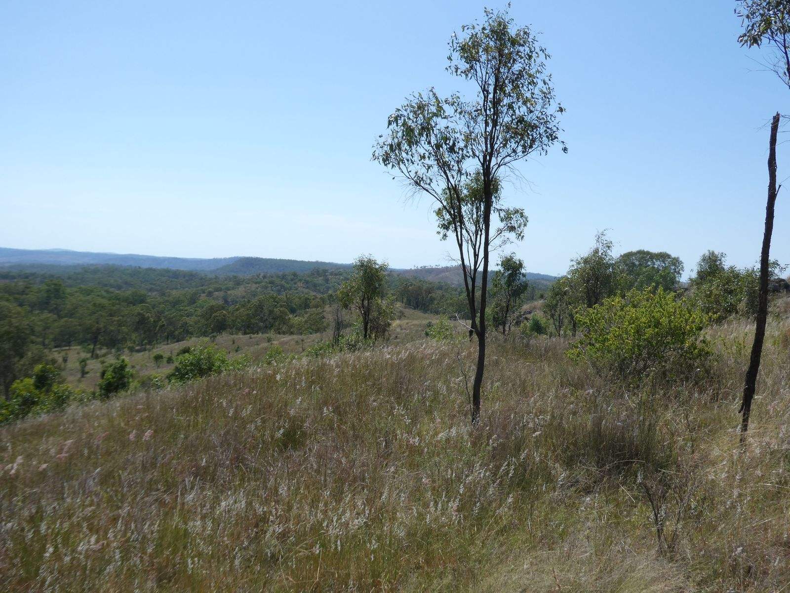 Lot 14 Monto Mount Perry Road, Mungy For Sale by Farmbuy.com - image 15