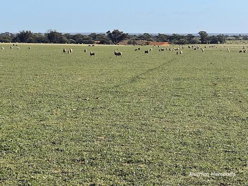 Farm Sold - WA - Beacon - 6472 - Broadacre Cropping Opportunity 