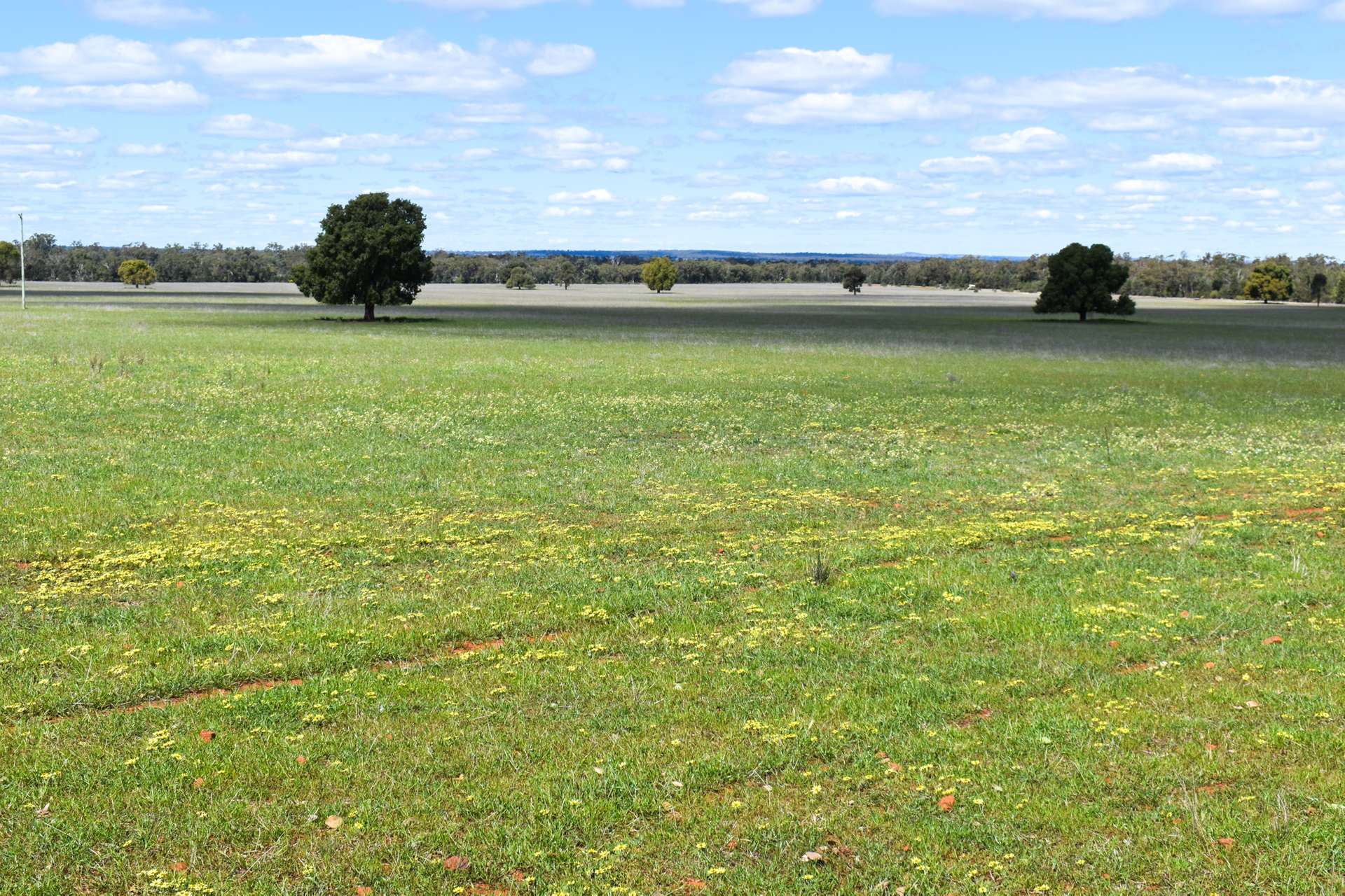 120 Melrose Plains Road, Fifield For Sale by Farmbuy.com - image 5