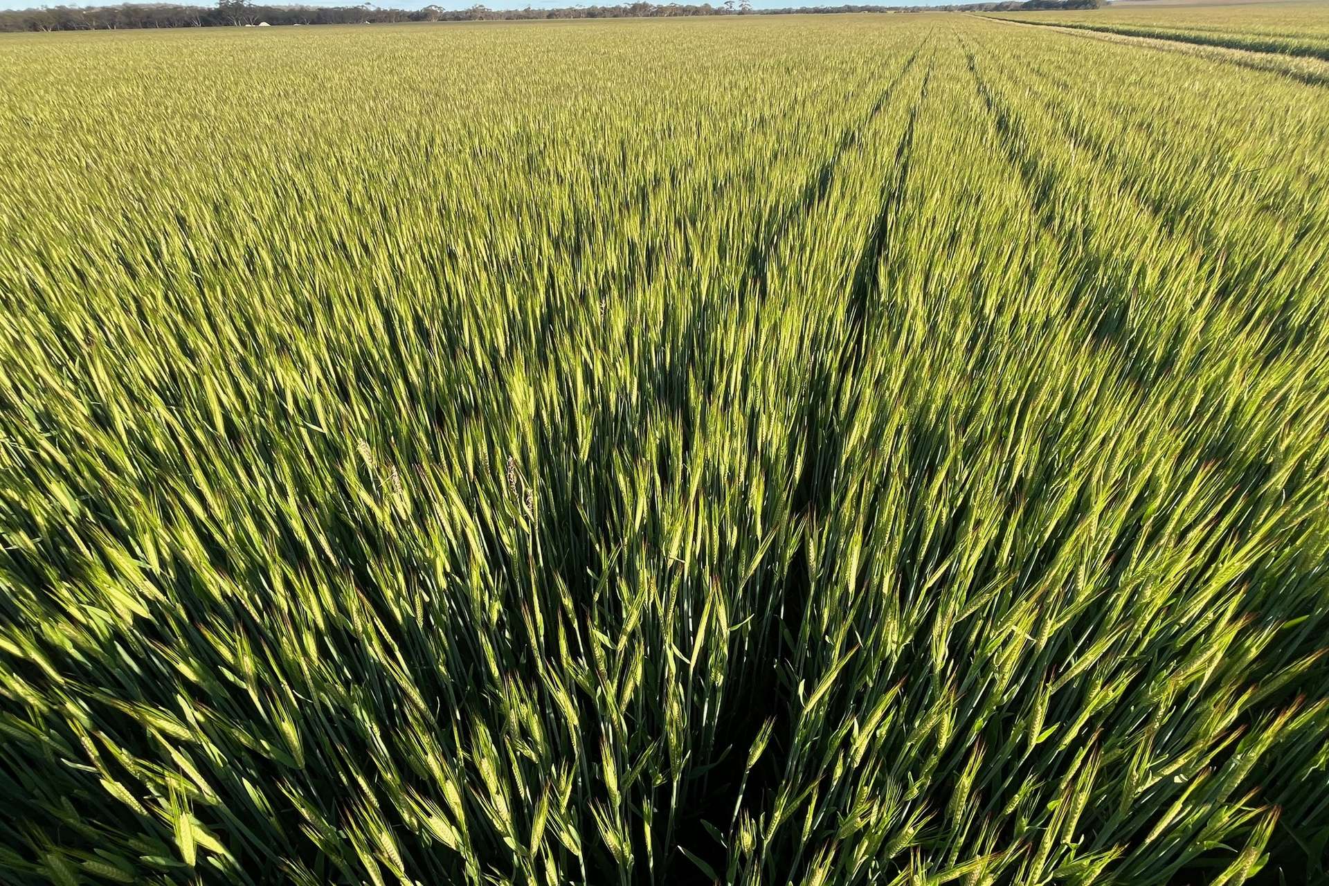 Marchagee For Sale by Farmbuy.com - image 17