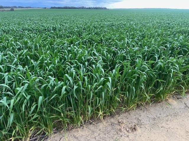Marchagee For Sale by Farmbuy.com - image 23