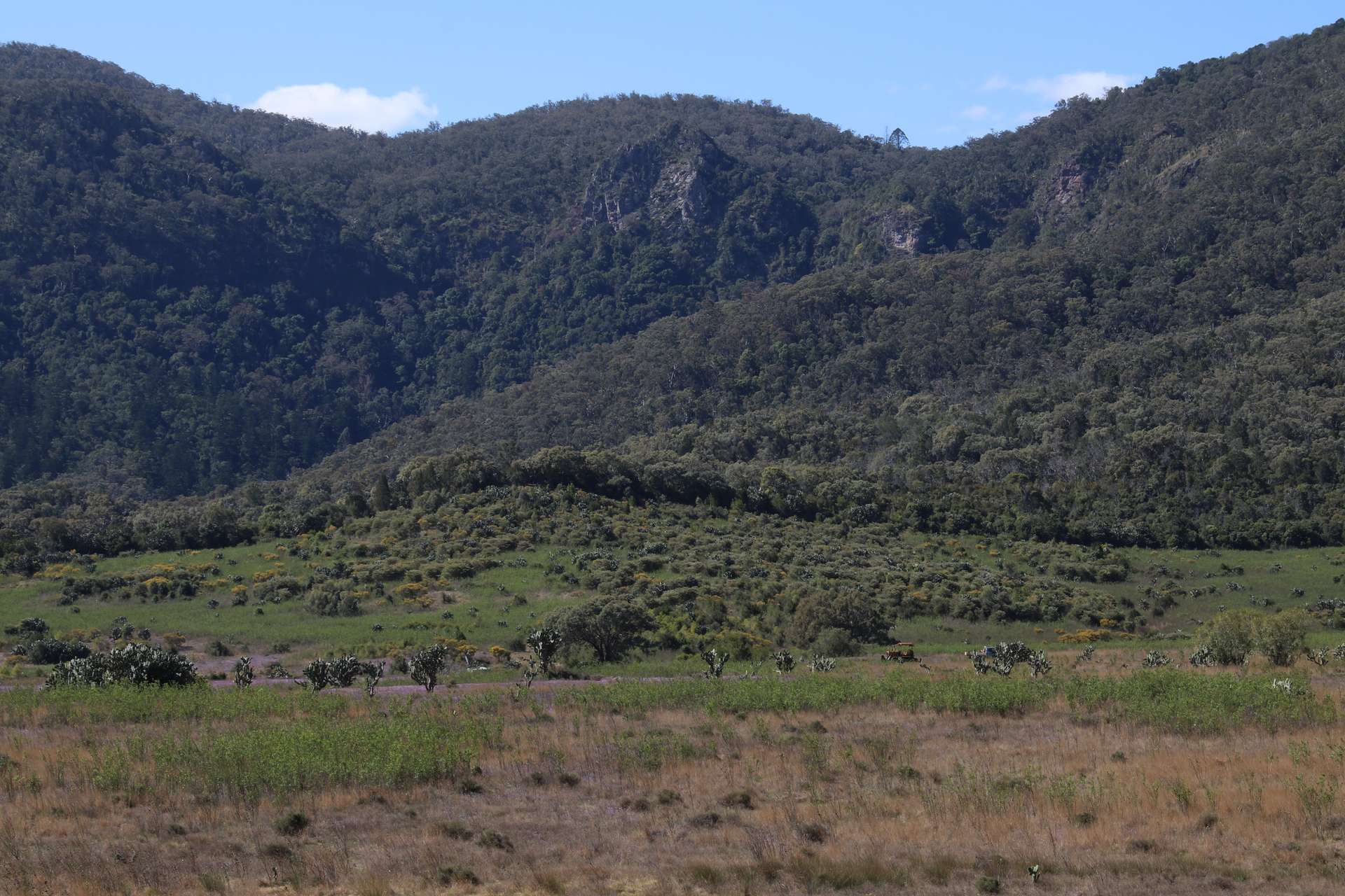 Bunya Mountains Sold by Farmbuy.com - image 2