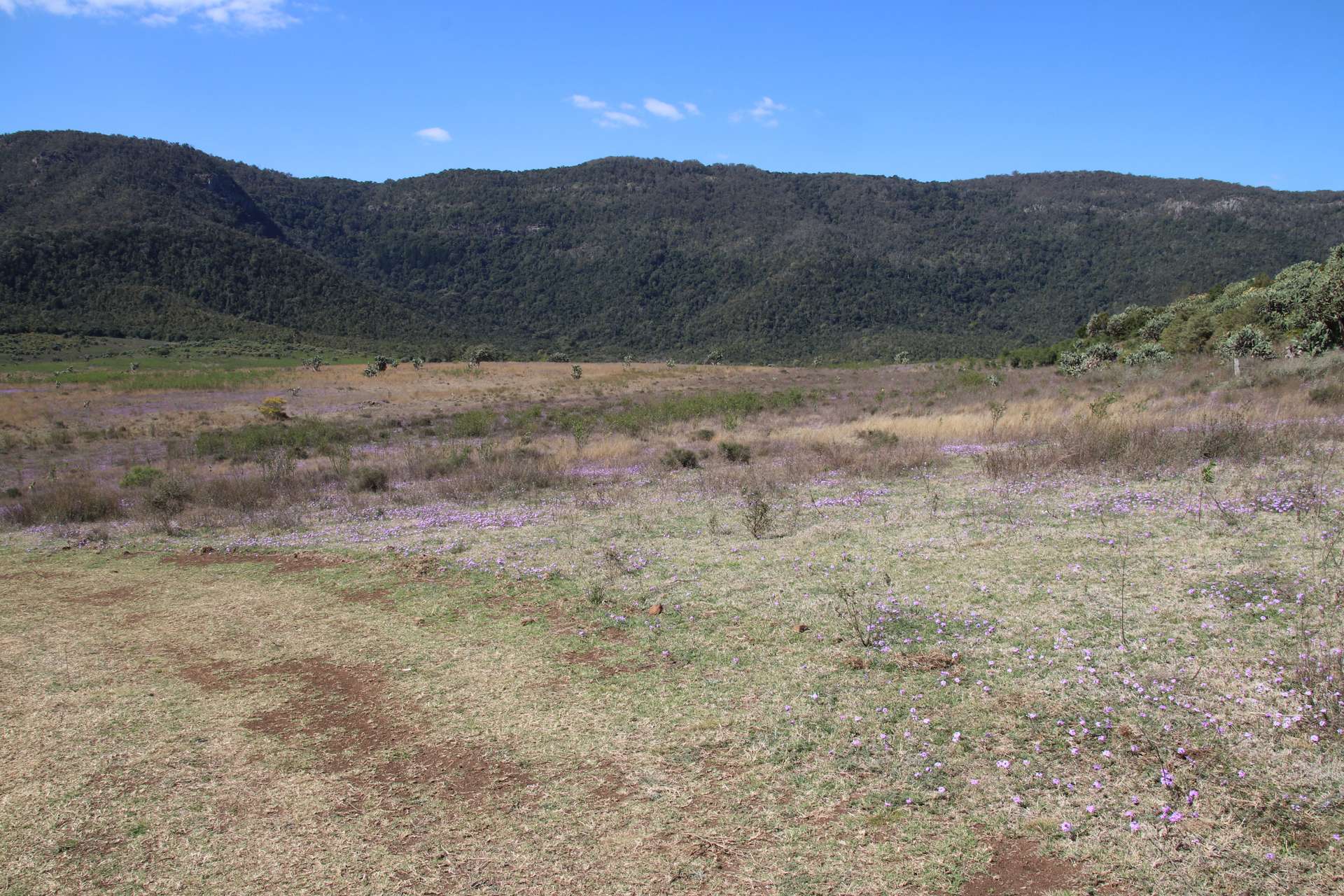 Bunya Mountains Sold by Farmbuy.com - image 22