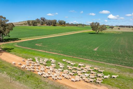 100 Grahams Lane, Grenfell NSW 2810