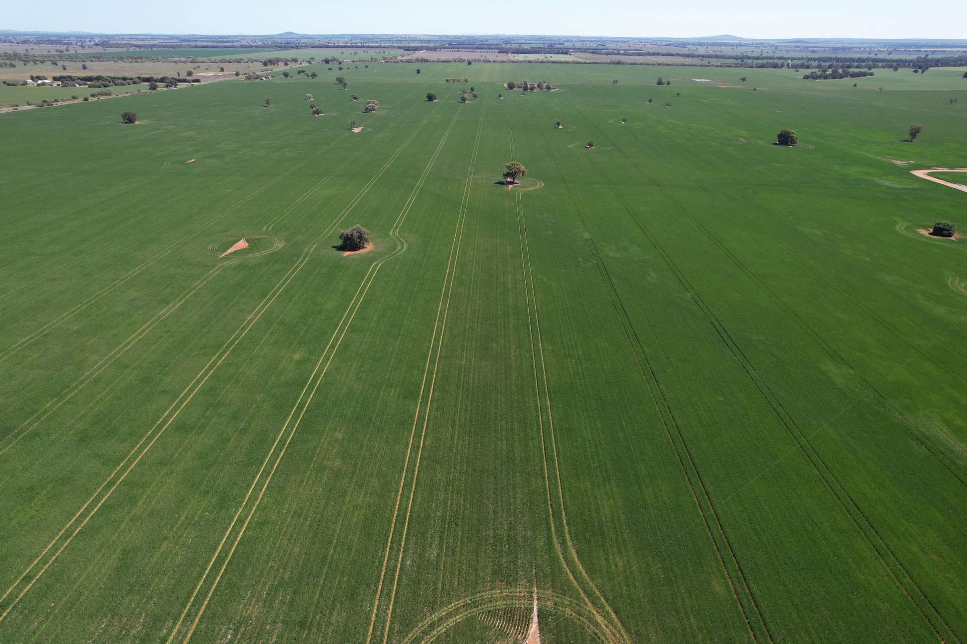 2190 Yarrabandai Road, Trundle For Sale by Farmbuy.com - image 6