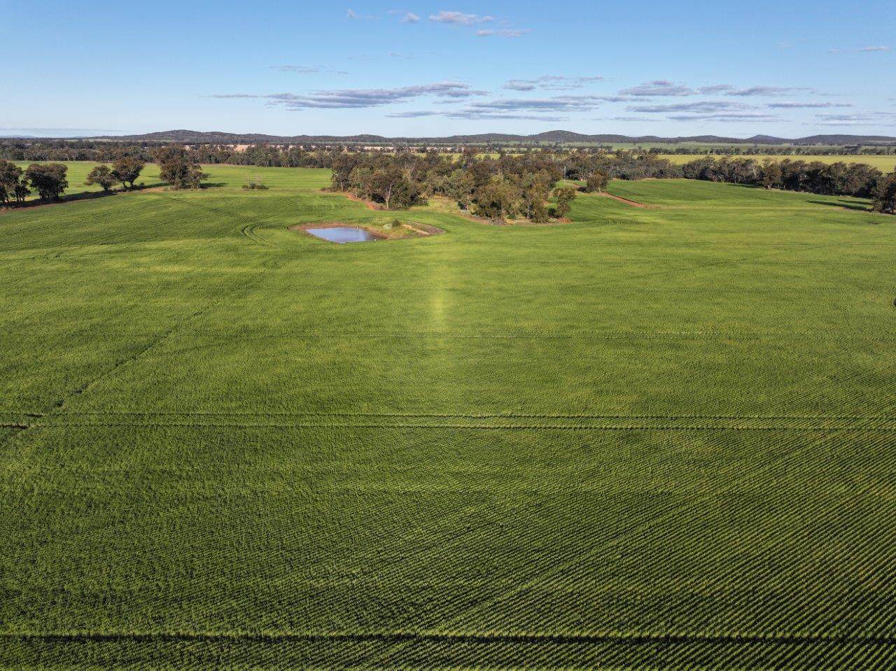 Part Westbury Goldfields Way, Barmedman For Sale by Farmbuy.com - image 8