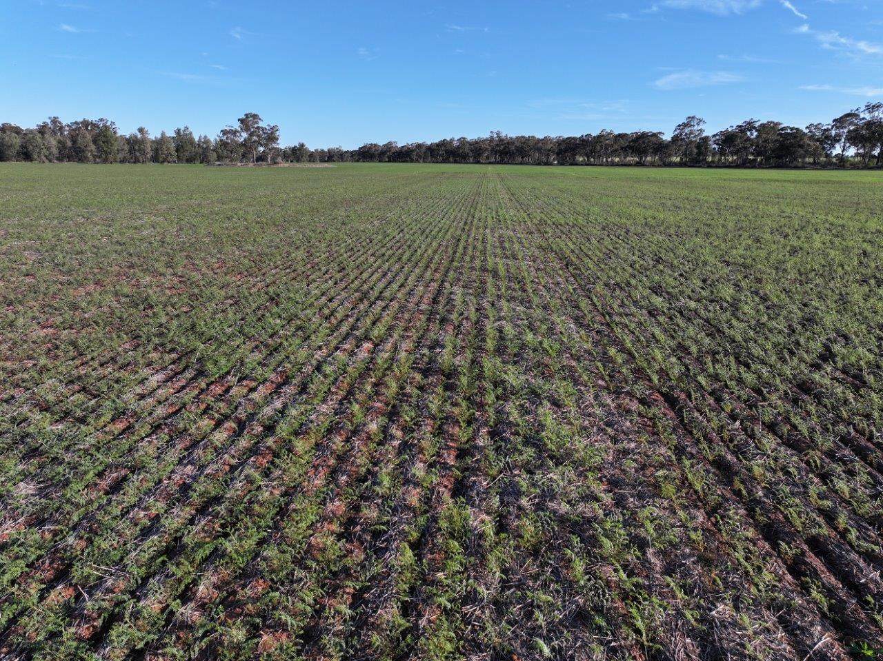 Part Westbury Goldfields Way, Barmedman For Sale by Farmbuy.com - image 14