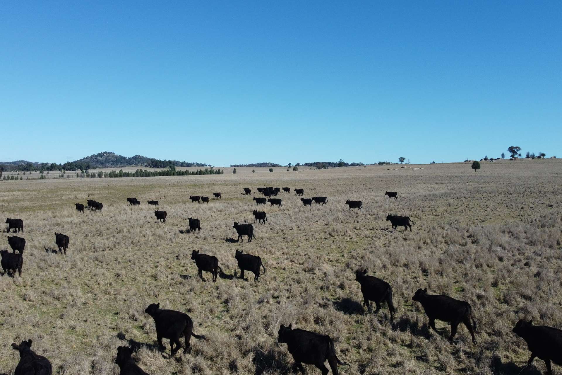 Loch Lomond Road, Gooloogong For Sale by Farmbuy.com - image 2