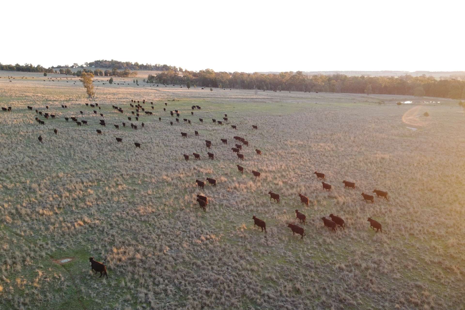 Loch Lomond Road, Gooloogong For Sale by Farmbuy.com - image 10