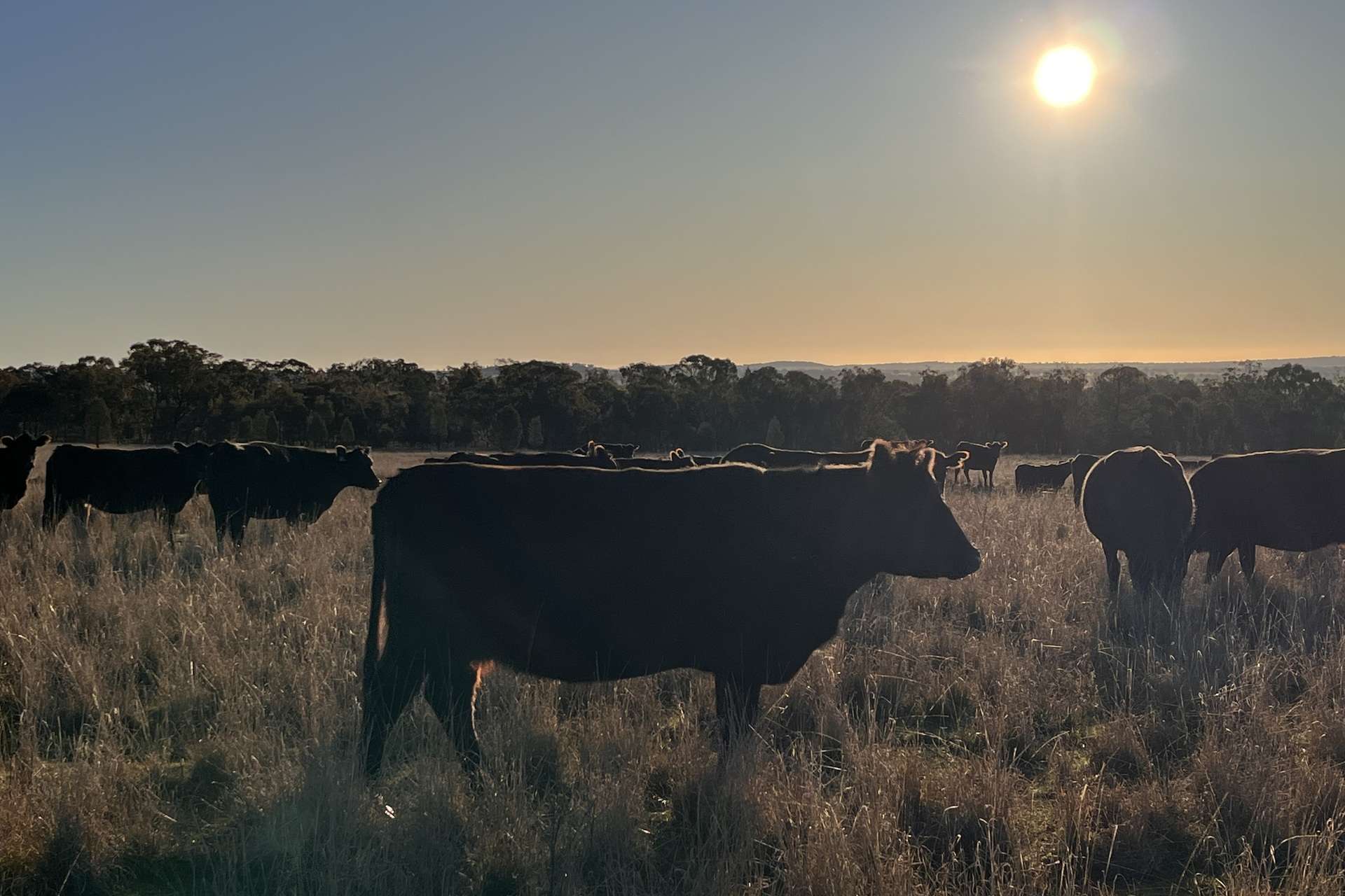 Loch Lomond Road, Gooloogong For Sale by Farmbuy.com - image 21