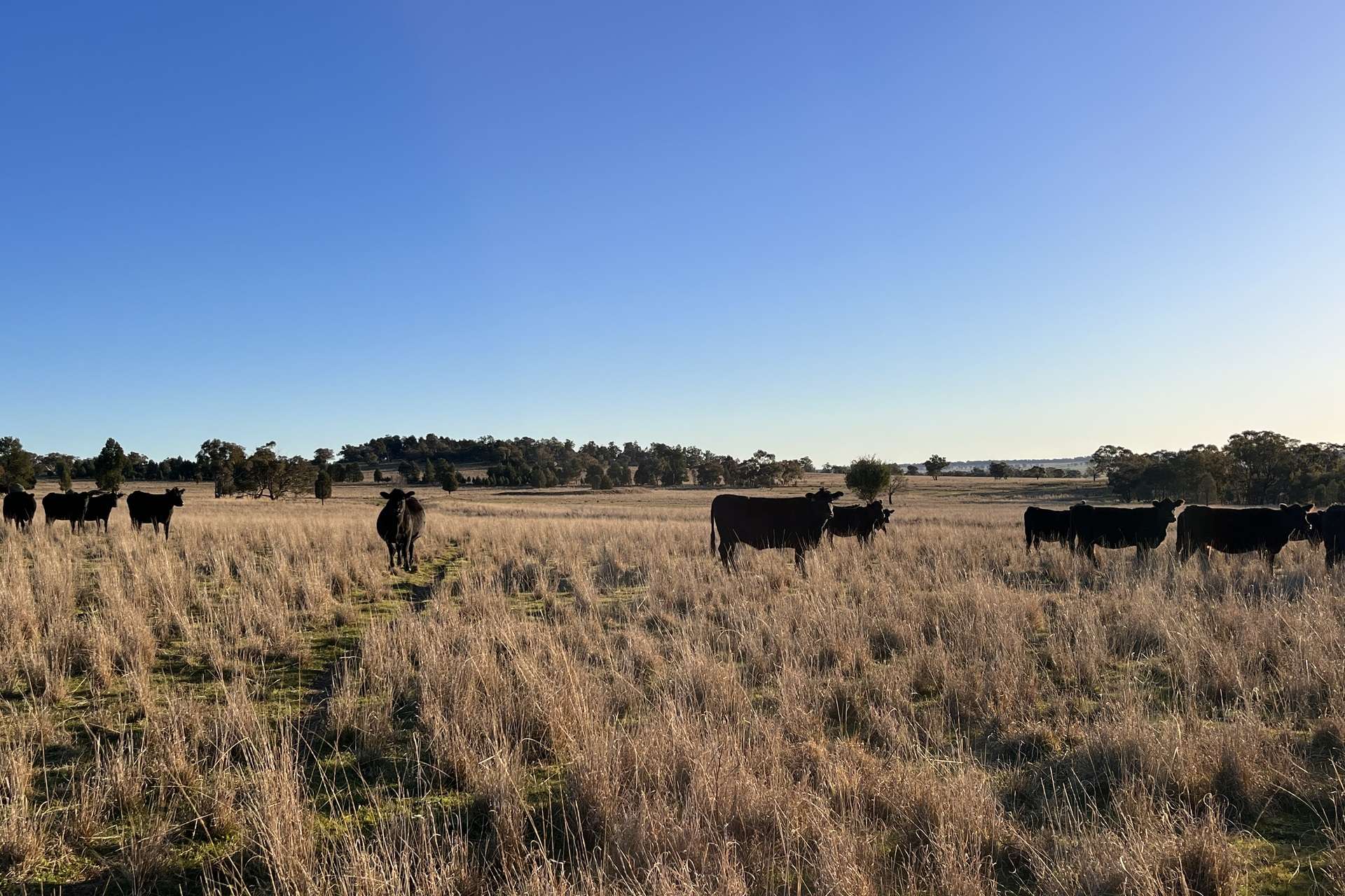 Loch Lomond Road, Gooloogong For Sale by Farmbuy.com - image 19