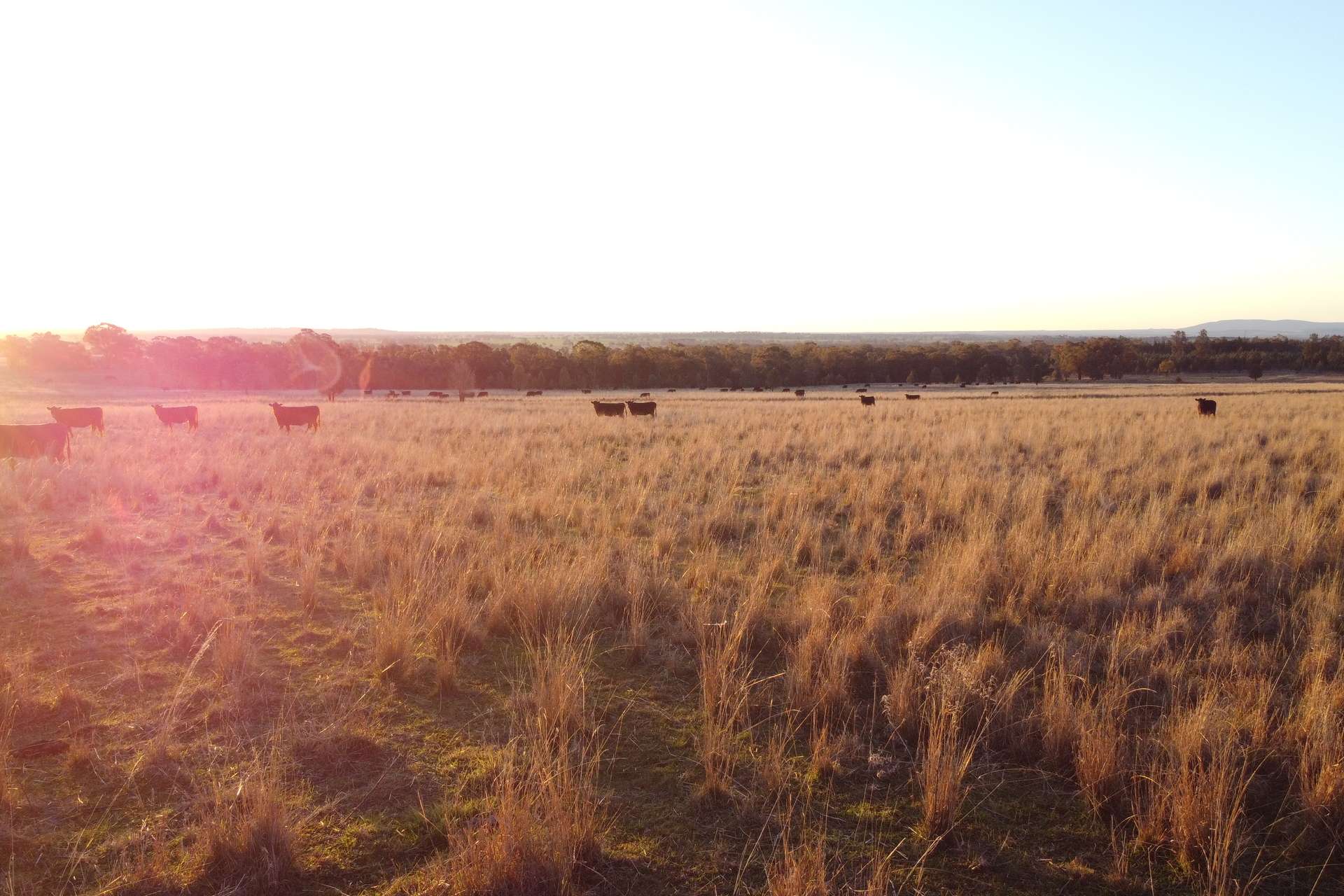 Loch Lomond Road, Gooloogong For Sale by Farmbuy.com - image 20