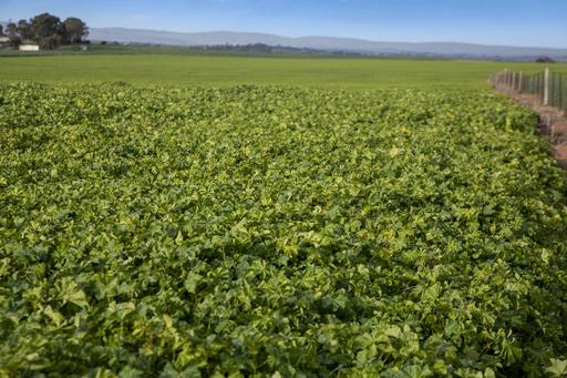 Farm Sold - SA - Hamley Bridge - 5401 - Productive Farming in Ideal Location 