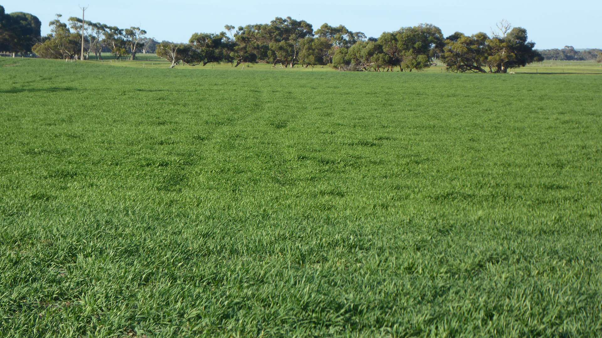 "Jacks" Sec 7 Schultz Road, Tintinara Sold by Farmbuy.com - image 15