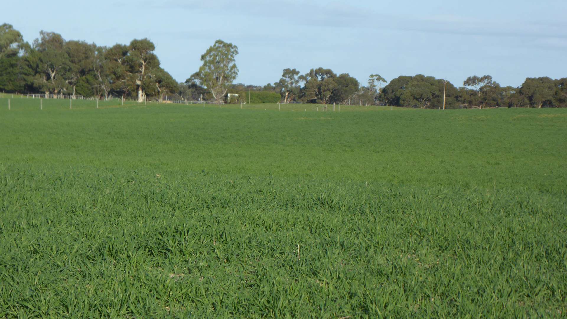"Jacks" Sec 7 Schultz Road, Tintinara Sold by Farmbuy.com - image 13