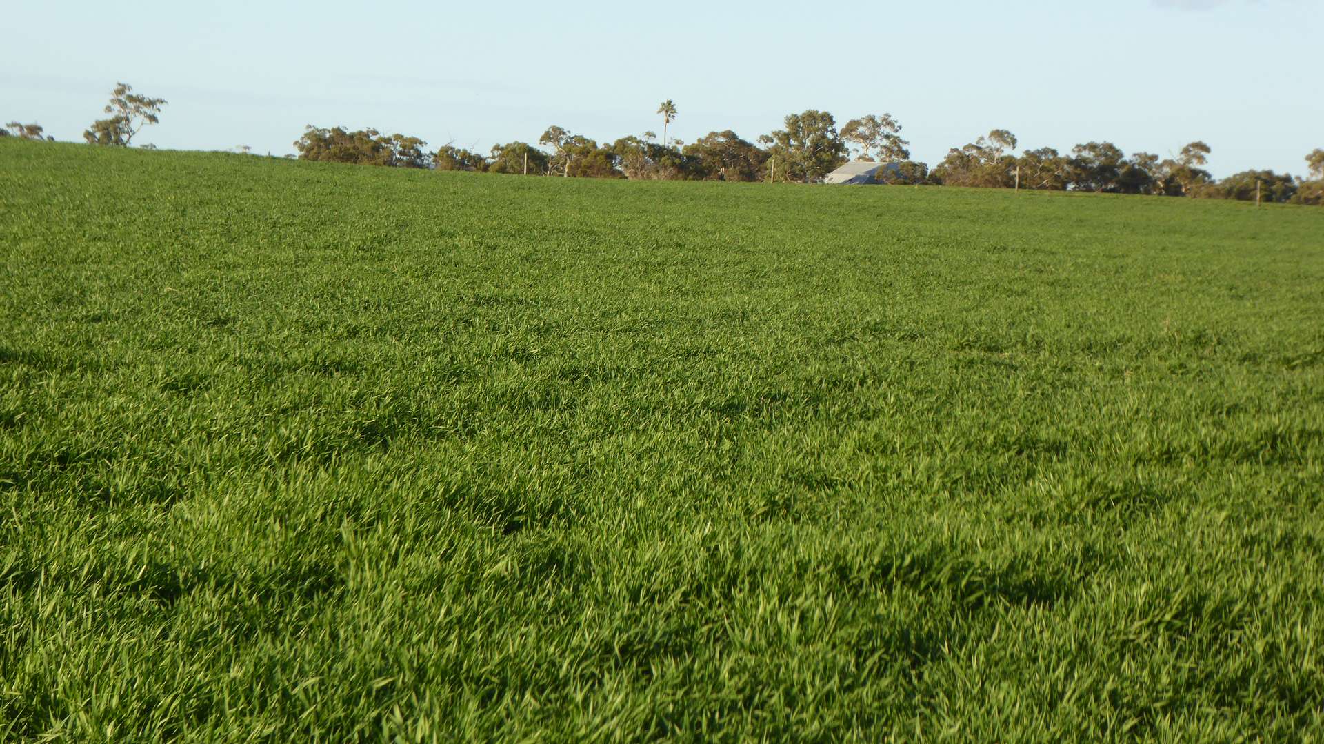 "Jacks" Sec 7 Schultz Road, Tintinara Sold by Farmbuy.com - image 21