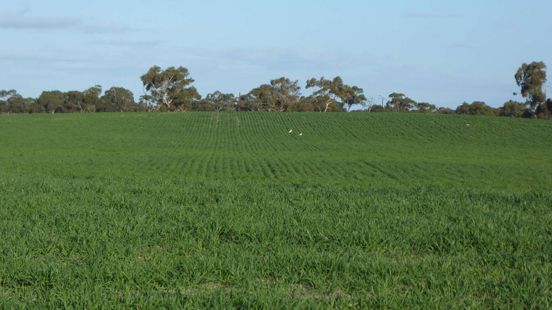 "Jacks" Sec 7 Schultz Road, Tintinara Sold by Farmbuy.com - image 5