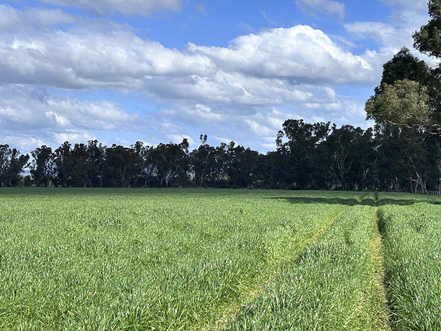 1241 Drysdale Road, Pranjip For Sale by Farmbuy.com - image 10
