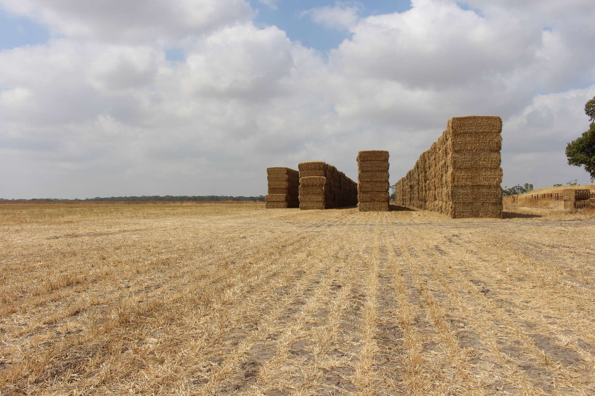 1427 Naracoorte Road, Bordertown For Sale by Farmbuy.com - image 2