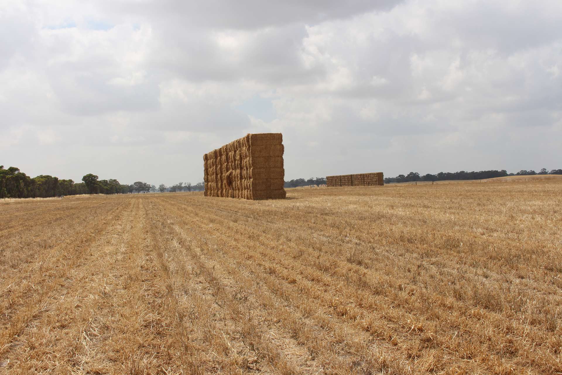 1427 Naracoorte Road, Bordertown For Sale by Farmbuy.com - image 5