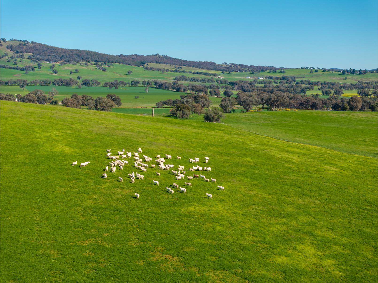 272 Bulloc Hill Road, Mangoplah Auction by Farmbuy.com - image 9