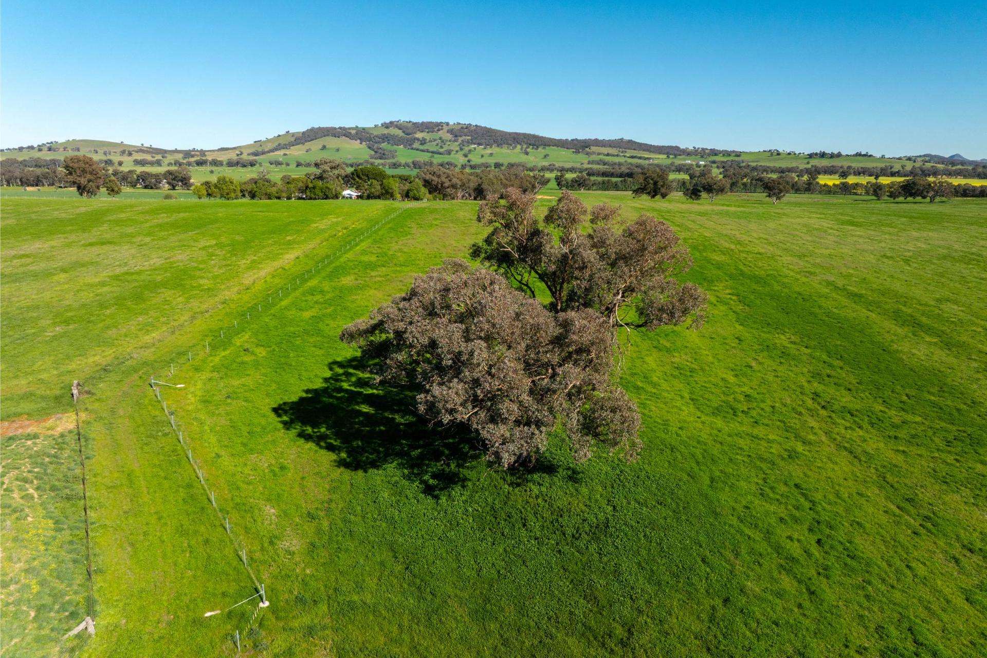 272 Bulloc Hill Road, Mangoplah Auction by Farmbuy.com - image 12