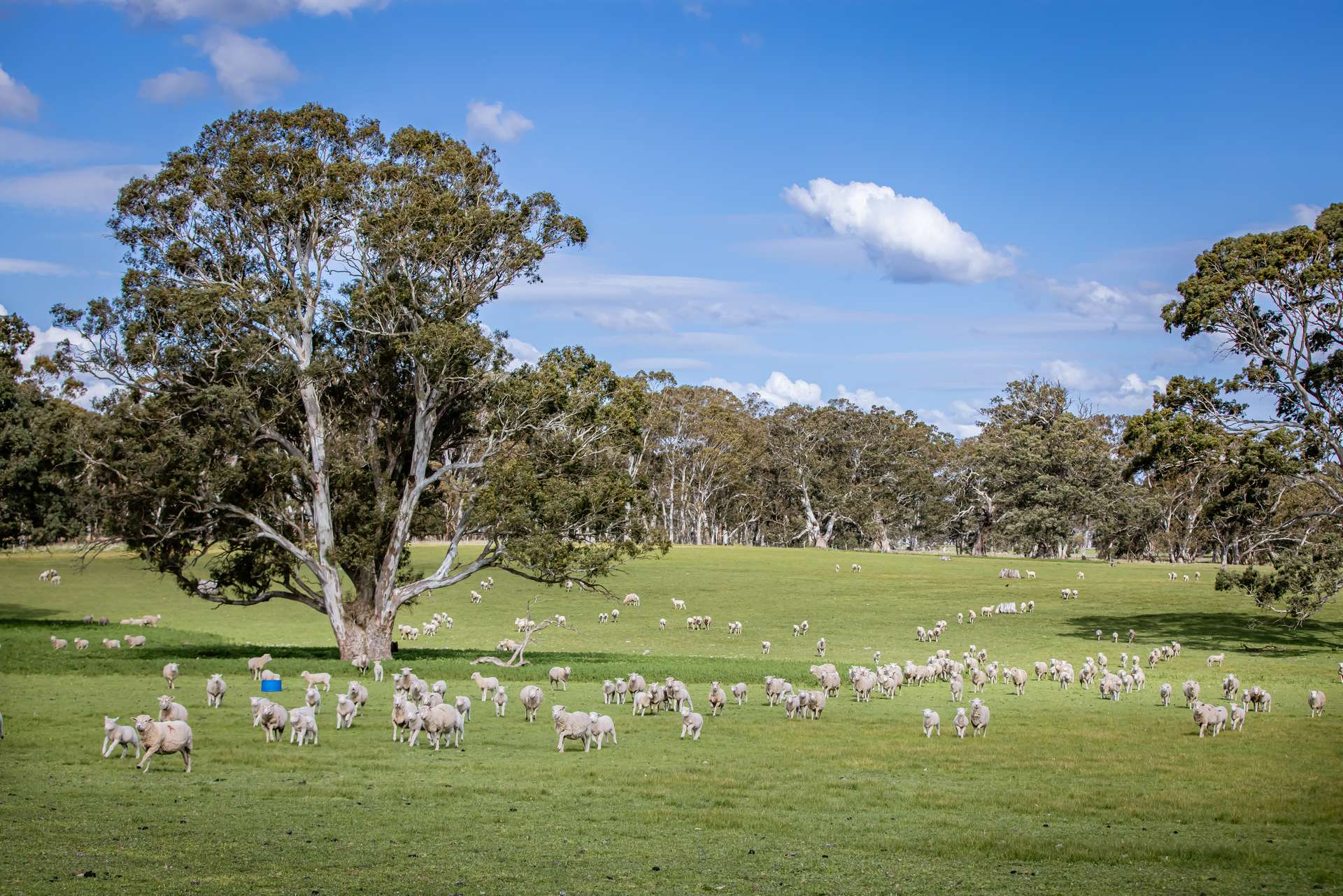 219 Ockley Rd, Comaum For Sale by Farmbuy.com - image 32