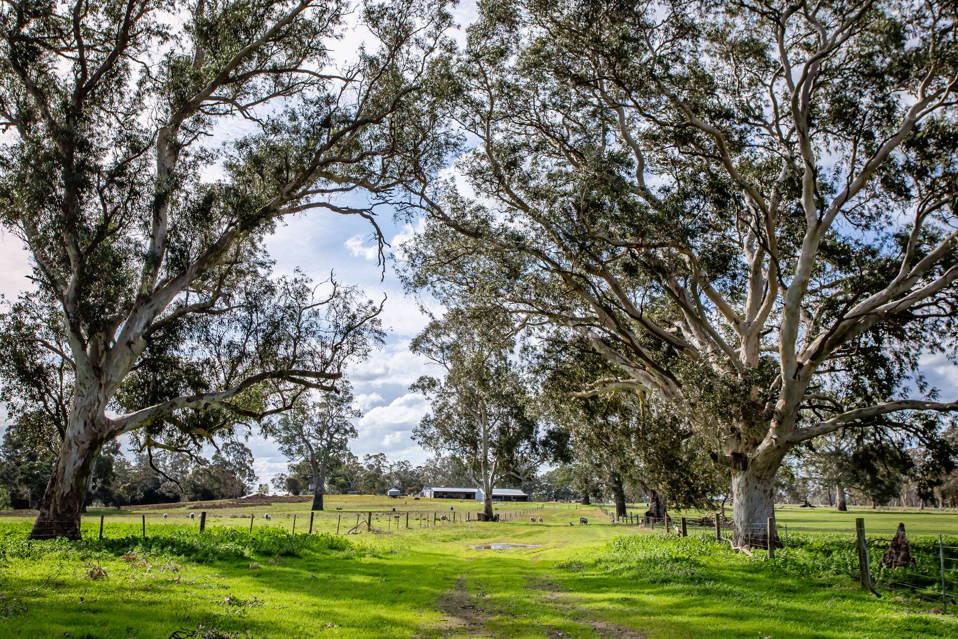 219 Ockley Rd, Comaum For Sale by Farmbuy.com - image 34