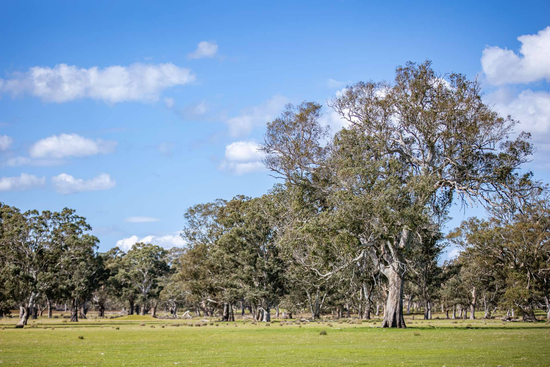 219 Ockley Rd, Comaum For Sale by Farmbuy.com - image 11