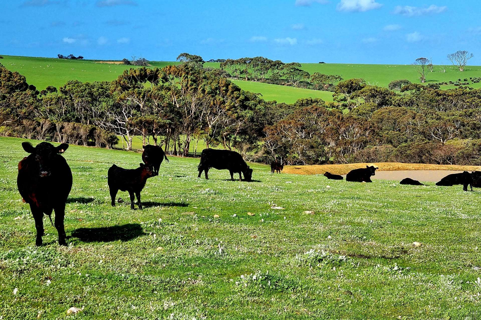 958 Crabbs Road, Newland For Sale by Farmbuy.com - image 4